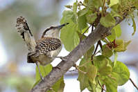 Campylorhynchus rufinucha